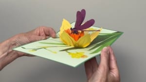 video narciso libellula