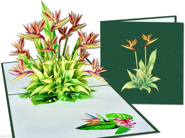 Popcards popupkaarten – Strelitzia Verjaardagskaart Lente Bloemen Bloemen Holland Nederland pop-up kaart 3D wenskaart