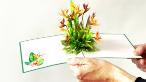 video Strelitzia