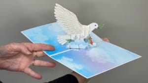 video pigeon