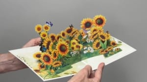 video sunflowers