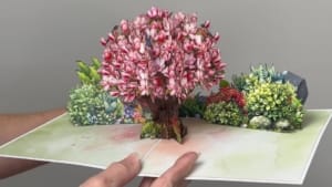 video magnolia video magnolia